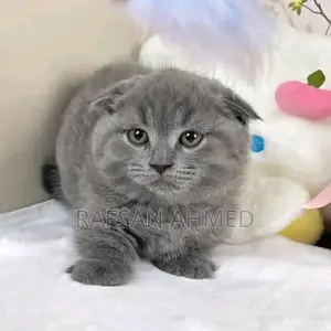 Persian Cat