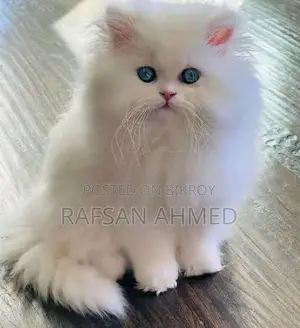 Persian Cat
