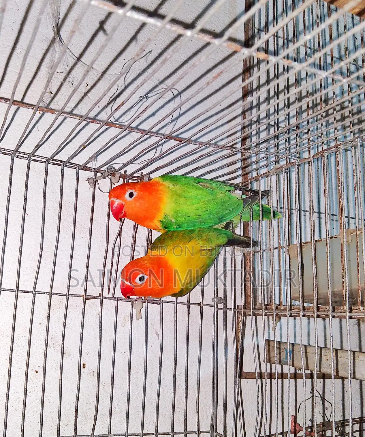 Lovebird Running Pair