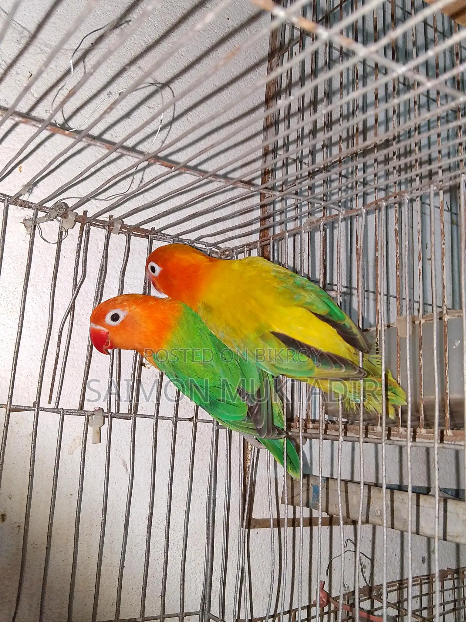 Lovebird Running Pair
