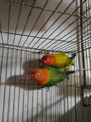 Lovebird Running Pair