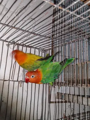 Lovebird Running Pair