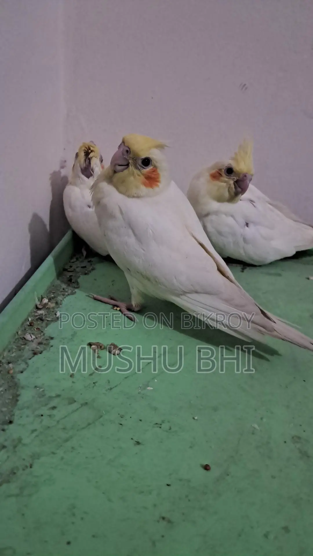 Tame Cockatiel Chicks for Sale