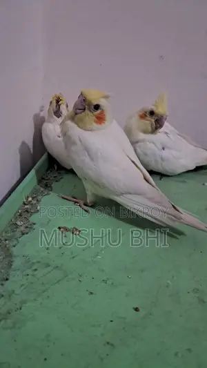 Tame Cockatiel Chicks for Sale