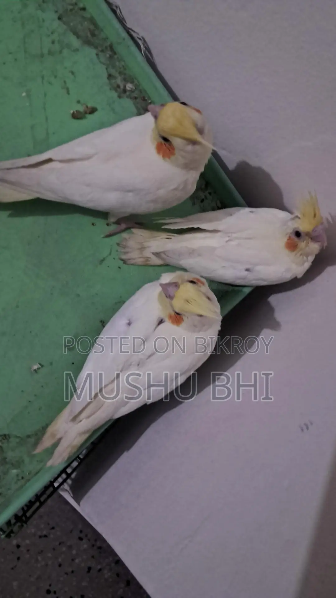 Tame Cockatiel Chicks for Sale