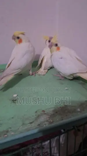 Tame Cockatiel Chicks for Sale