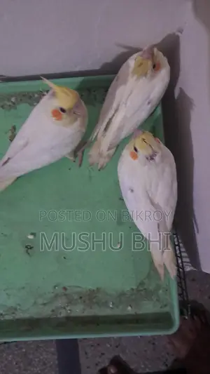 Tame Cockatiel Chicks for Sale