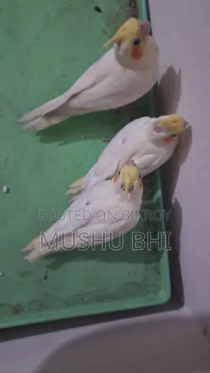 Tame Cockatiel Chicks for Sale