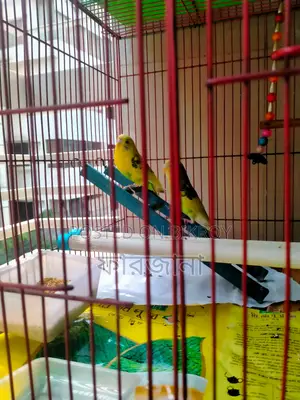 Pied Budgie