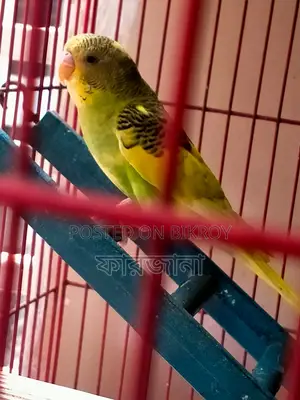 Pied Budgie