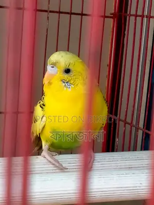 Pied Budgie