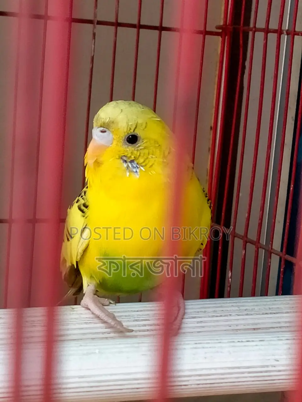 Pied Budgie