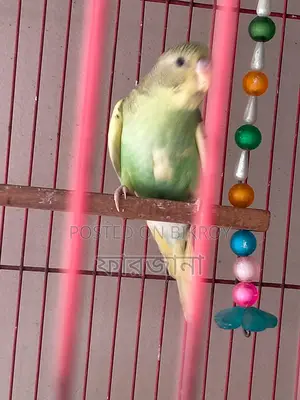 Pied Budgie