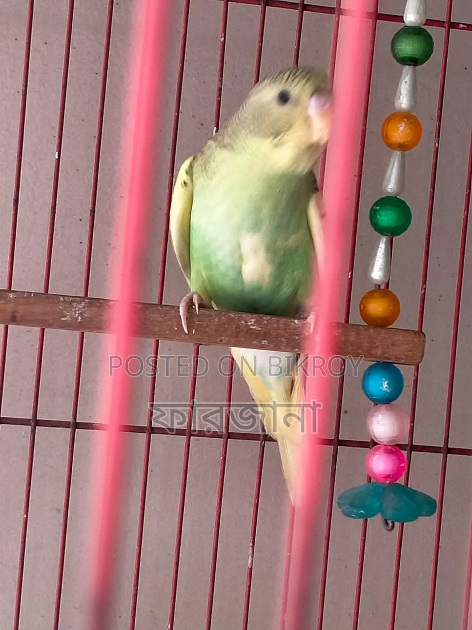 Pied Budgie
