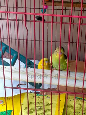 Pied Budgie