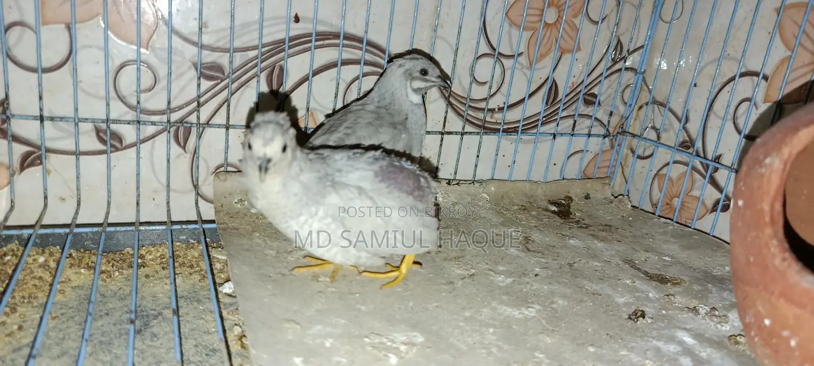Running King Quail for Sale, 100% Healthy