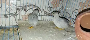 Running King Quail for Sale, 100% Healthy