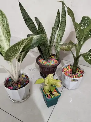 Combo Indoor Plants