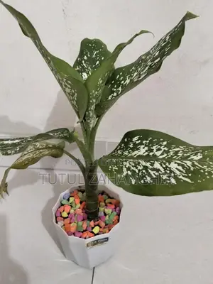 Combo Indoor Plants