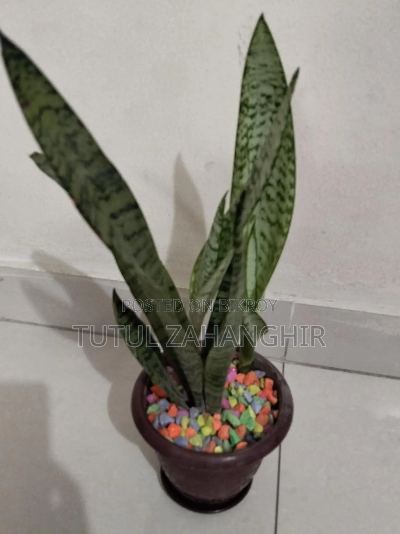 Combo Indoor Plants