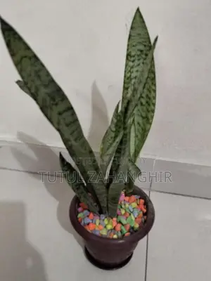 Combo Indoor Plants