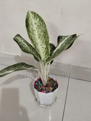 Combo Indoor Plants