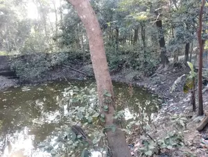 Land for Sale by the Roadside