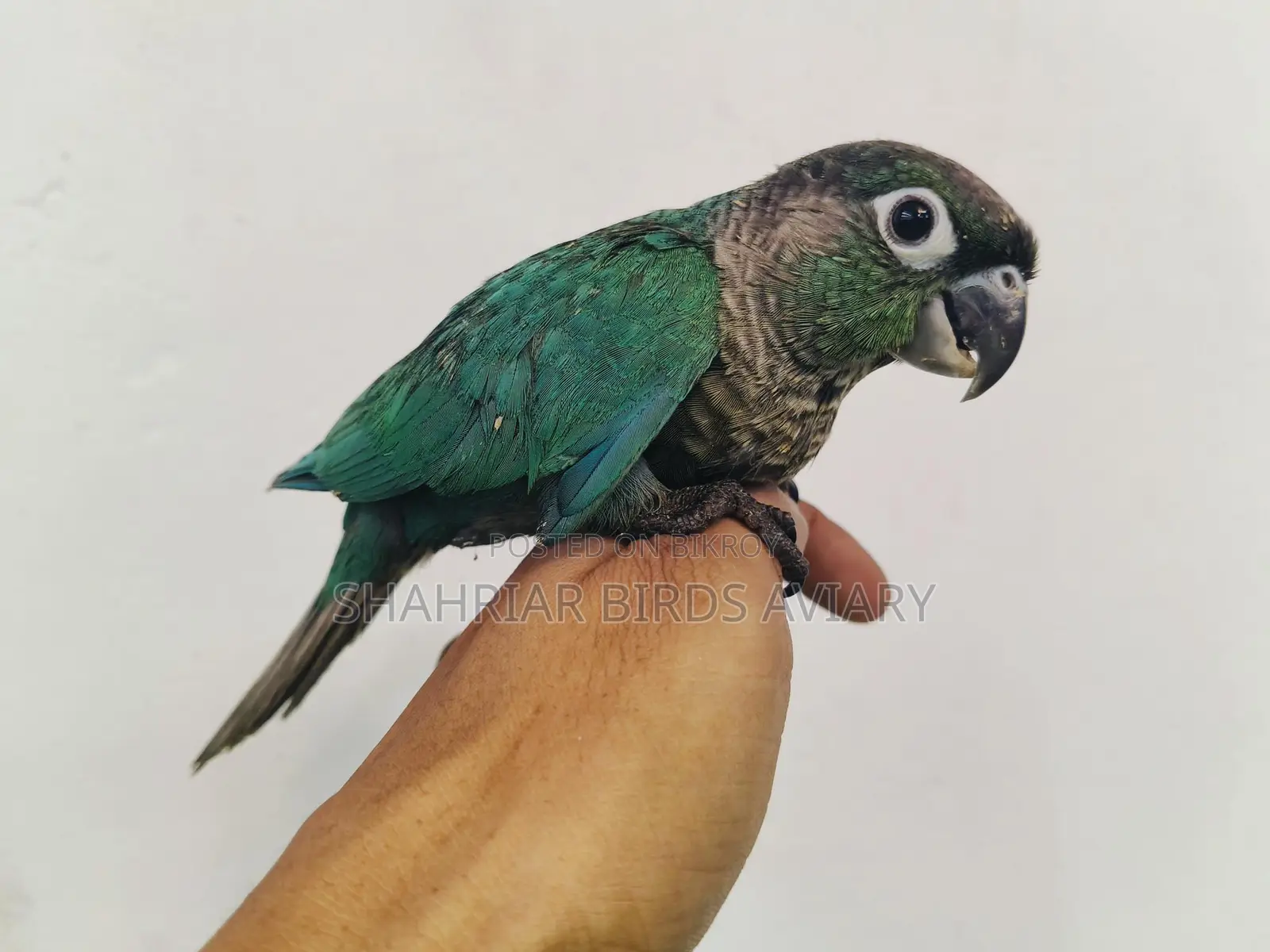 ব্লু কনিউর টেম পাখি / conure birds