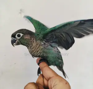 ব্লু কনিউর টেম পাখি / conure birds