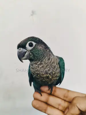 ব্লু কনিউর টেম পাখি / conure birds