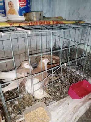 Pigeons for sale with cage