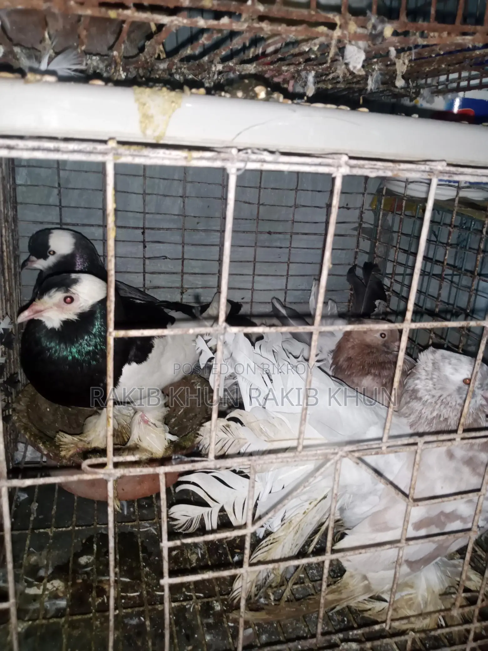 Pigeons for sale with cage