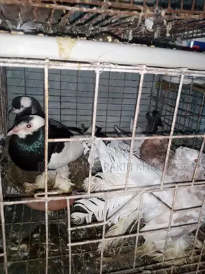 Pigeons for sale with cage