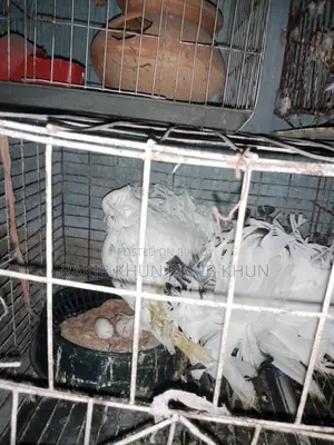 Pigeons for sale with cage