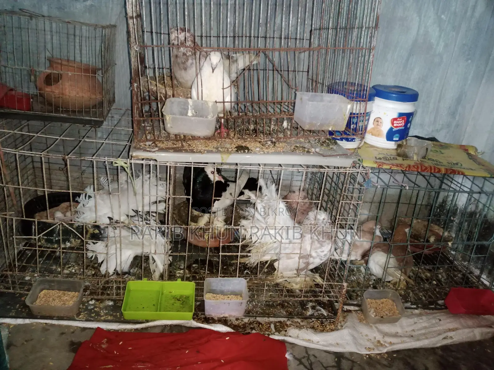 Pigeons for sale with cage