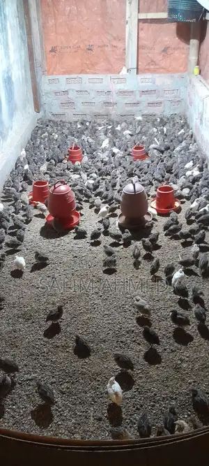 Quail suitable for farming