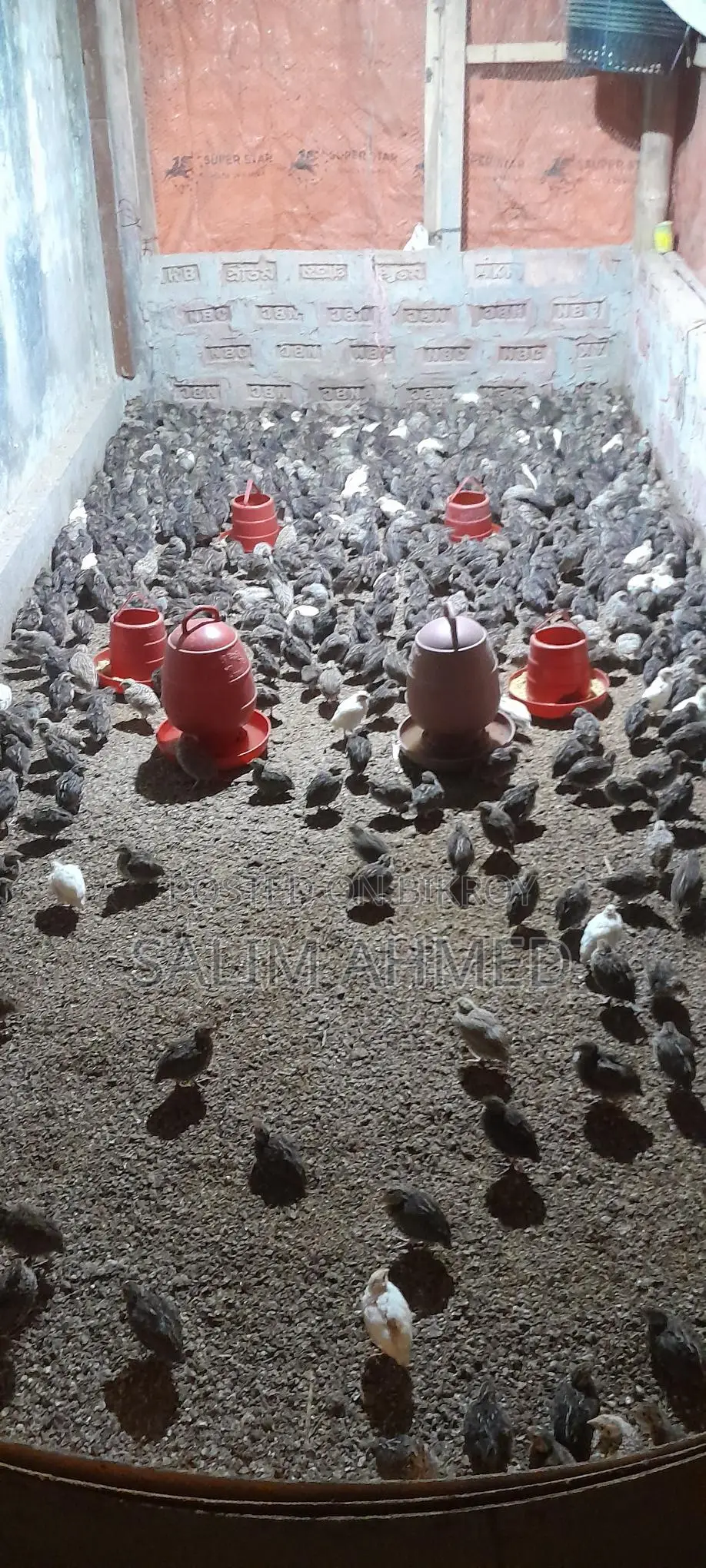 Quail suitable for farming