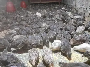 Quail suitable for farming