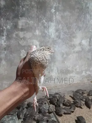 Quail suitable for farming