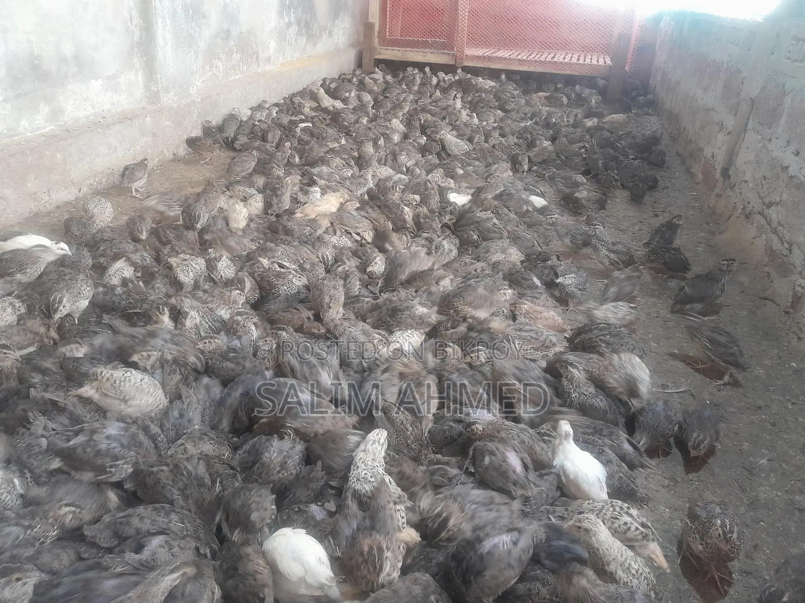 Quail suitable for farming