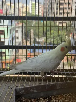 Cocktail Running Female
