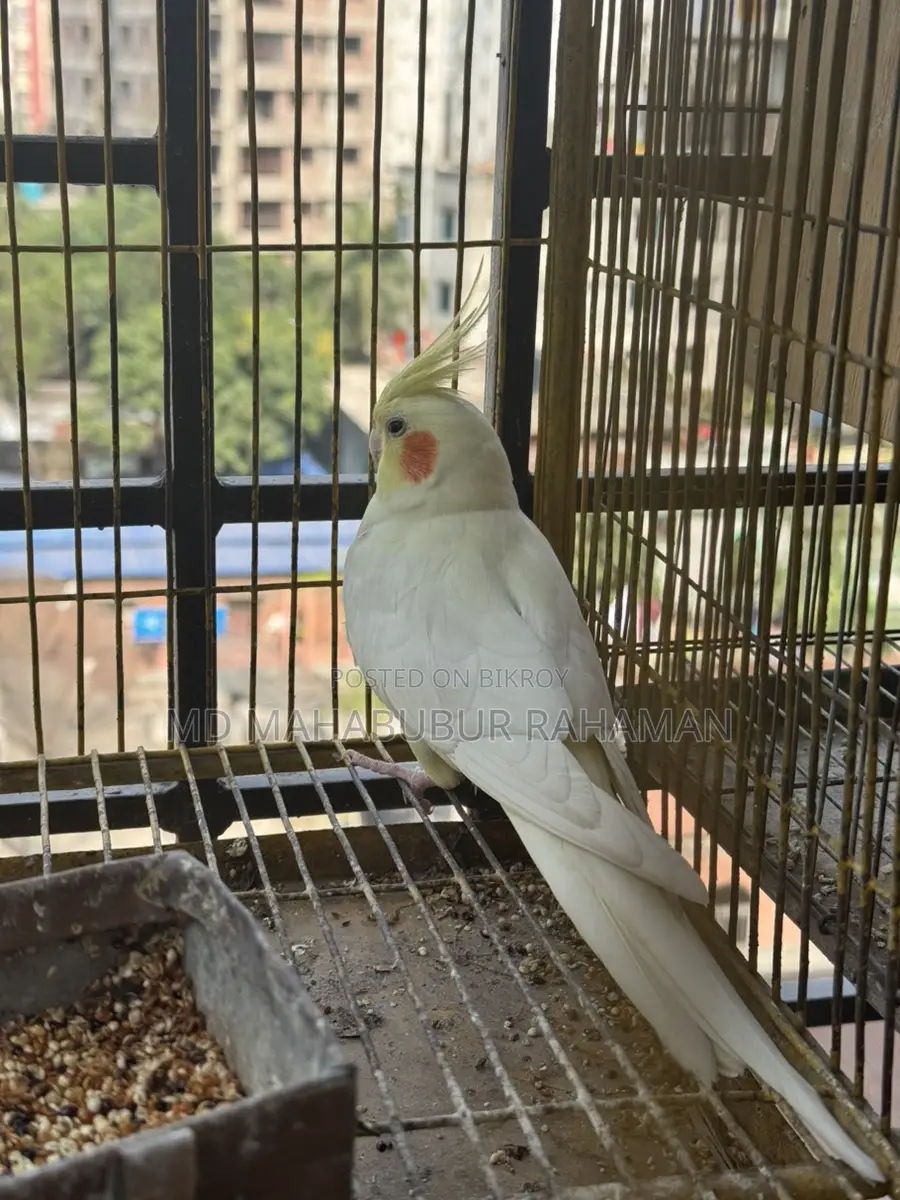 Cocktail Running Female