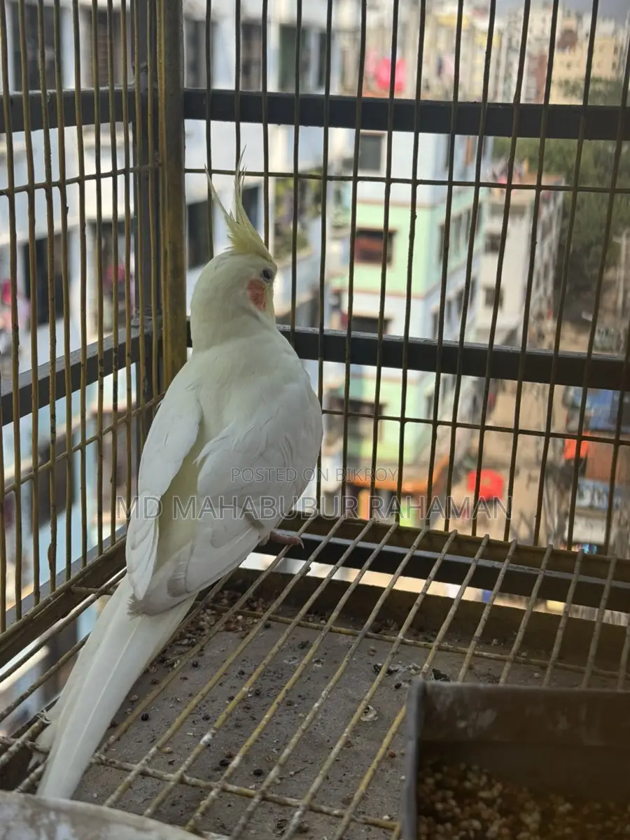 Cocktail Running Female