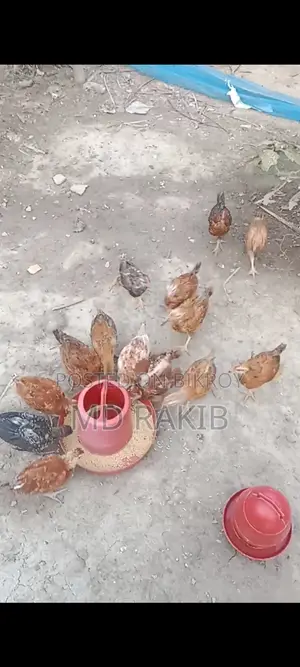 টায়গার মুরগীর বাচ্চা ২মাস বয়স ভ্যাকছিন সব করা