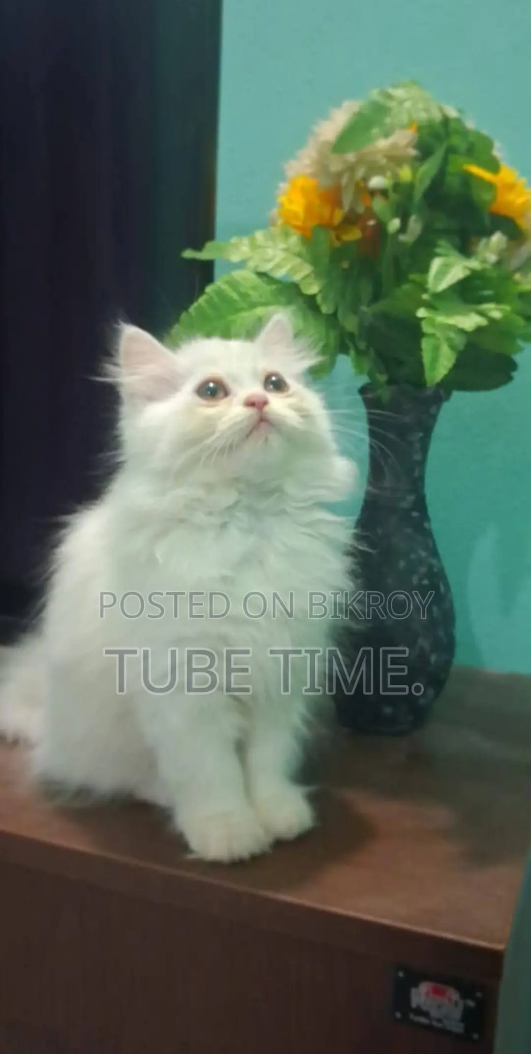 Pure পার্শিয়ান কিটেন (male)