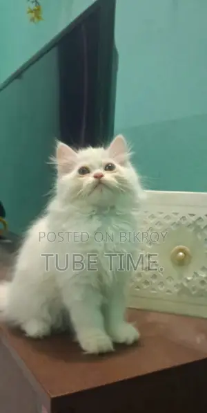 Pure পার্শিয়ান কিটেন (male)