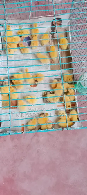 European White Giant Coturnix Quail