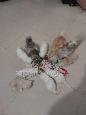 Kittens for sale, male and female available, age 1 month 10 days