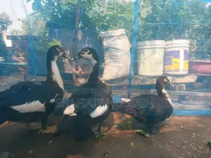 চিনা হাস বিক্রি করা হবে