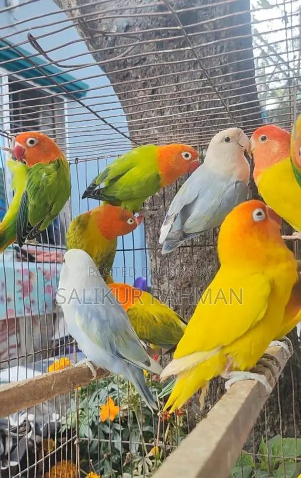 Running Adult Love Bird